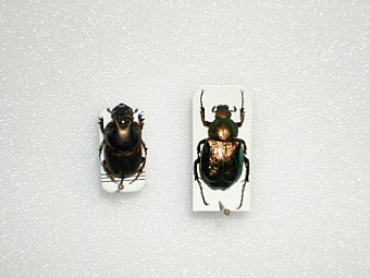 Onthophagus seniculus,Gnorimus nobilis