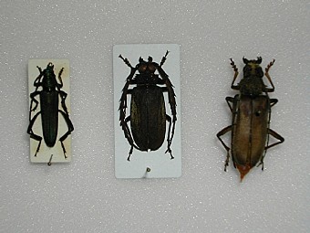 Chelidonium argentatum Cholides closteroides Plocaederus obesus