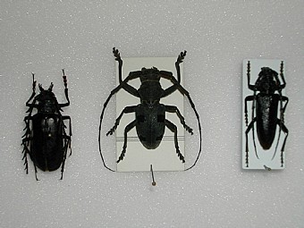 Prionus corpulentus Morinus funereus Cerambix heinzianus