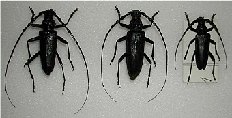 Cerambix cerdo Cerambix velutinus Cerambix miles