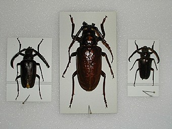 Prionus margelanicus Dorysthenes forficatus Prionus balassogloi