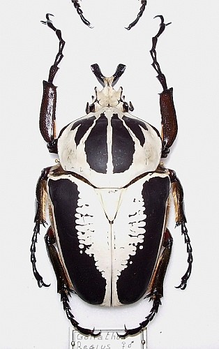 Goliathus regius