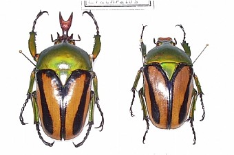 Eudicella ducalis
