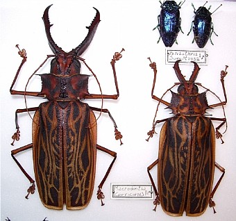Macrodontia cervicornis