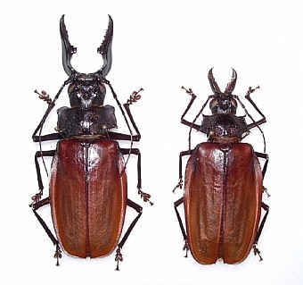Macrodontia crenata