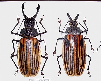 Macrodontia dejeani