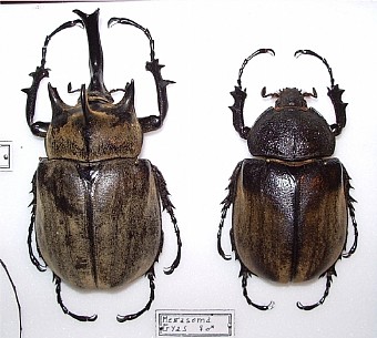 Megasoma gyas