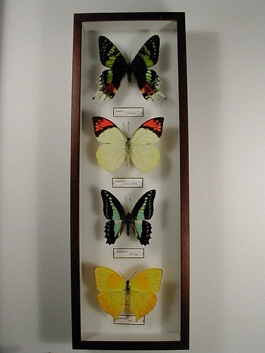 cm 13x39 € 24