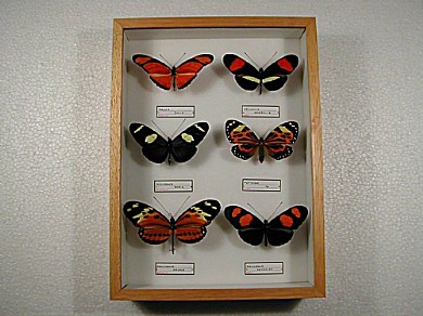 cm 19x26 € 30