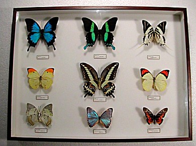 cm 39x52 € 64