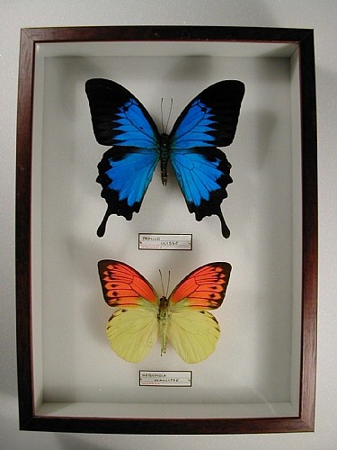 cm 19x26 € 23