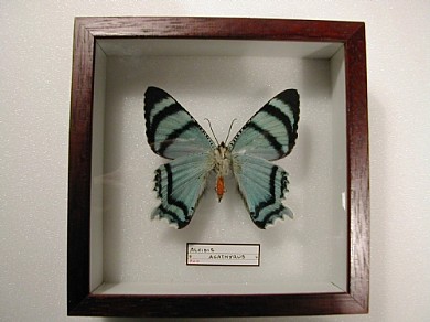 A.agathyrus 13x13 € 11