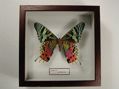 U.ripheus 13x13 € 9