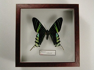 U.leilus 13x13 € 9