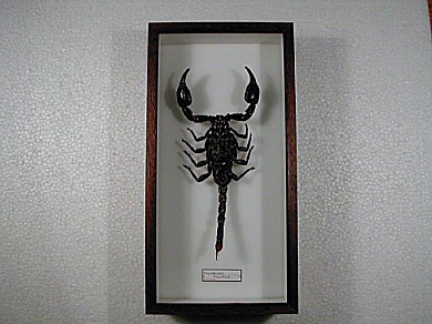 Scorpione 13x26 € 19
