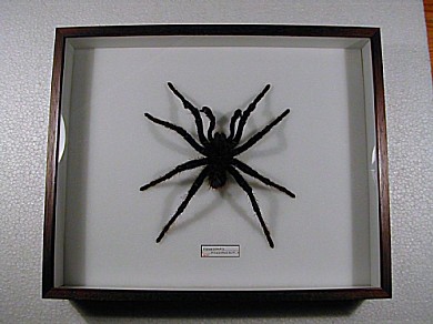 Tarantola 24x30 € 43