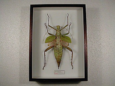 H.dilatata 19x26 € 24