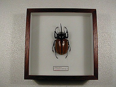 E.gracilicornis 17x17 € 15