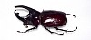 maschio&nbsp;4366