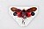maschio