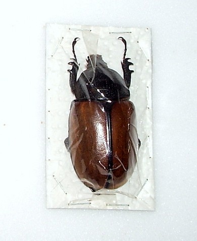 femmina