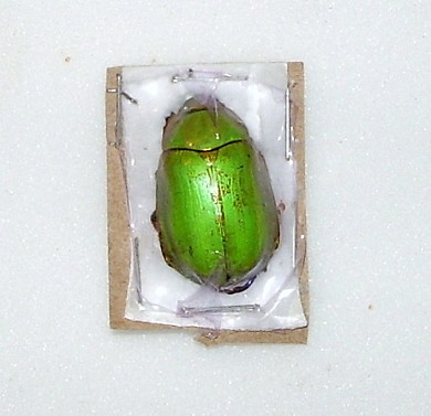 femmina