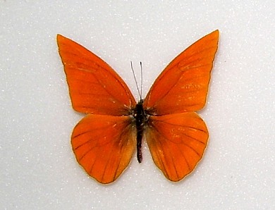 maschio