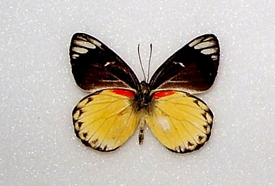 maschio