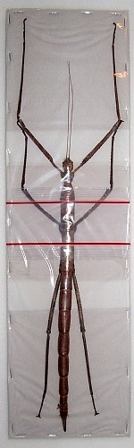 femmina