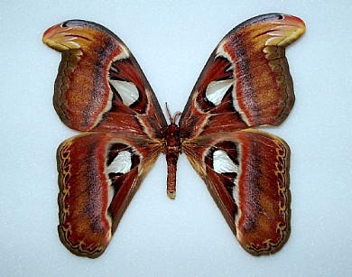 femmina