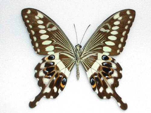 Papilio lormieri