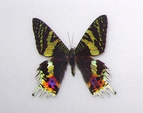 Urania ripheus