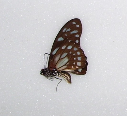Graphium leonidas