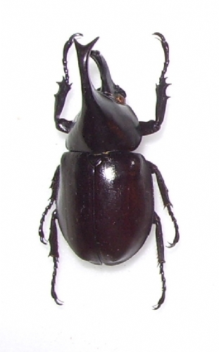 Xylotrupes gideon
