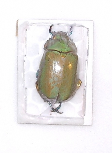 Chrysina modesta