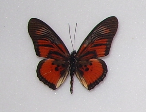 Pseudacraea clarki