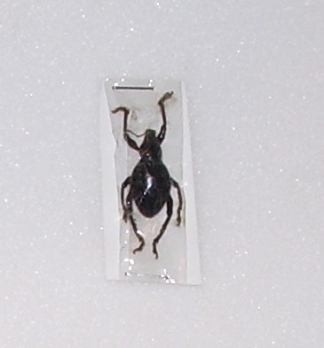 Macrocyrtus negritos