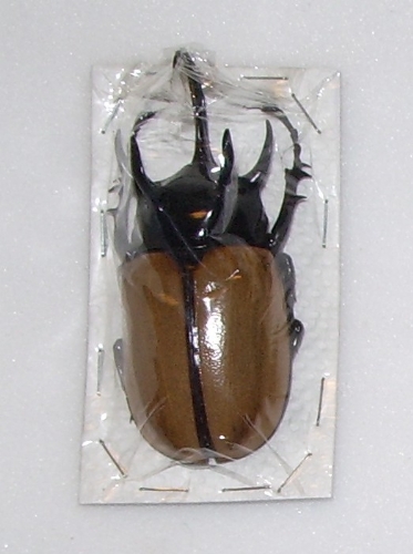 Eupatorus gracilicornis