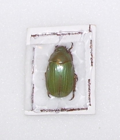 Chrysina retulidedundei