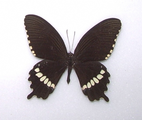 Papilio polytes romulus