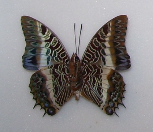 Charaxes brutus