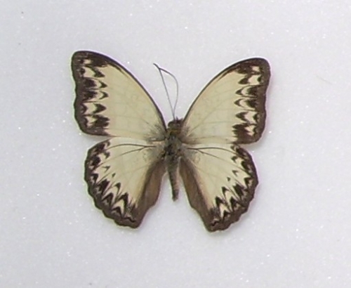 Cymothoe consanguis