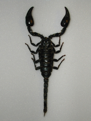 Heterometrus spinifer