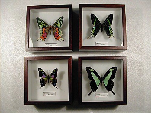 Quadretti con insetti