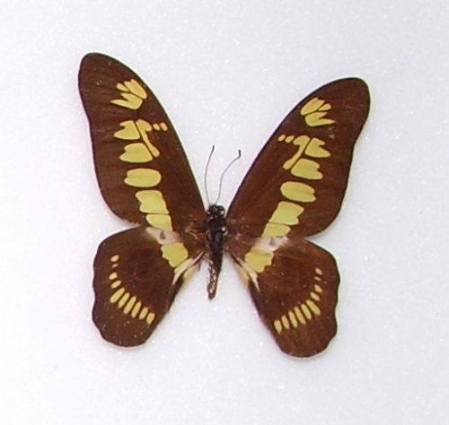 Graphium theorini latreillanus