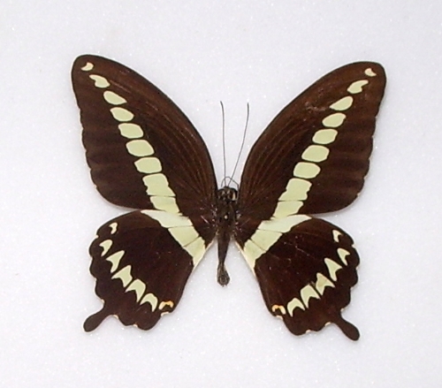 Papilio gigon
