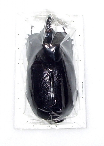 Tricogomphus martabani