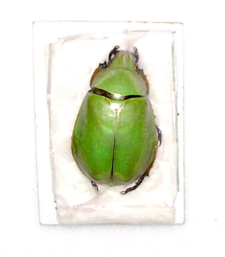 Chrysina adolphi