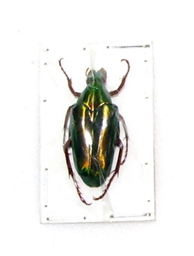 Chalcotea smaragdina