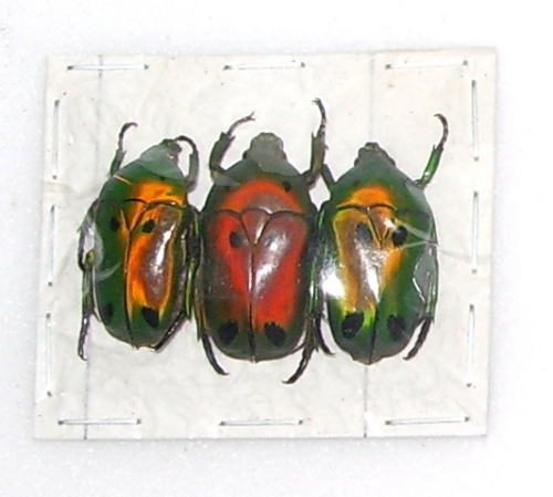 Heterorrhina sexmaculata